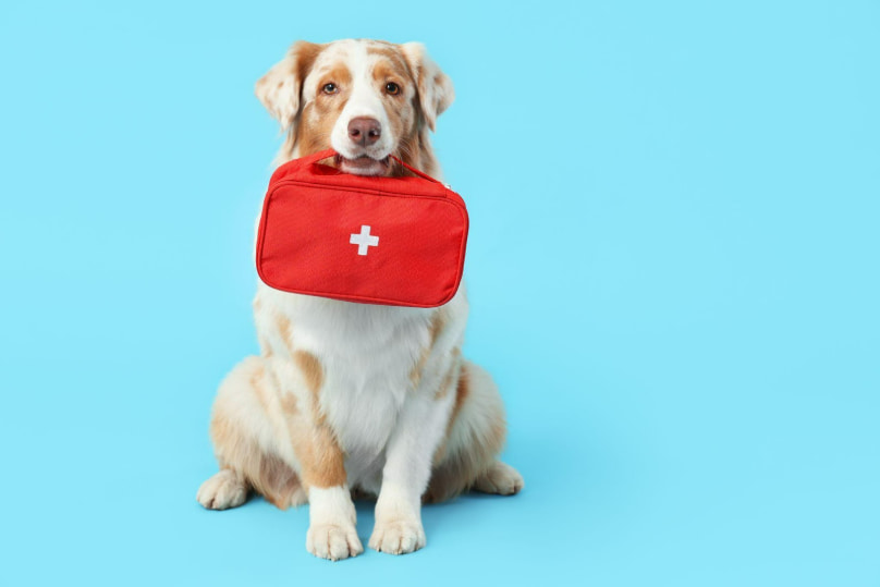 A service dog sits in front of a blue background with a red first aid bag in its mouth.