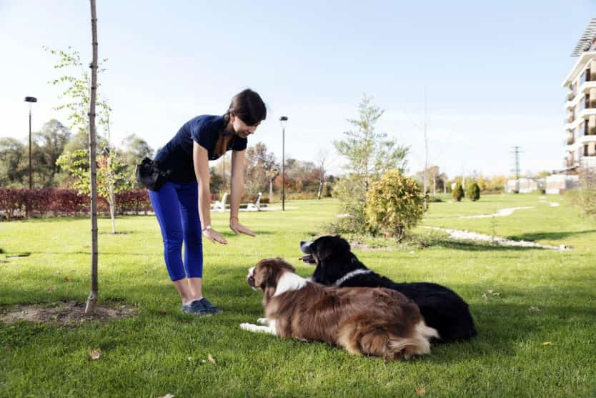 Two dogs with their trainer, undergoing obedience training at a Houston park on a sunny day.
